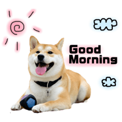 [LINEスタンプ] 実写 柴犬 めんまver.2