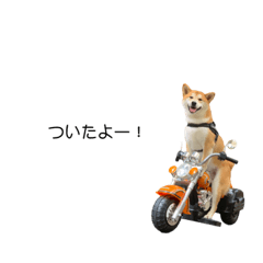[LINEスタンプ] 実写 柴犬 めんま ver.3