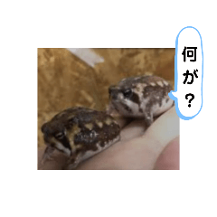 [LINEスタンプ] まんまるキュ〜トなアメフクラガエルちゃん