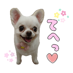 [LINEスタンプ] チワワのももちゃんのスタンプ