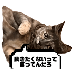 [LINEスタンプ] ニアちゃんと仲間たち