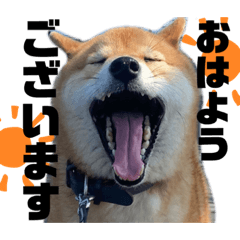 [LINEスタンプ] 七尾弁の柴犬スタンプ