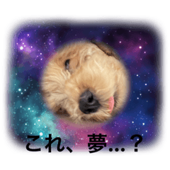 [LINEスタンプ] いっぬのすたんぷ。