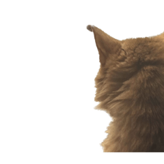 [LINEスタンプ] たかはしぴの