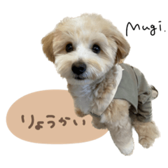 [LINEスタンプ] むぎ君スタンダード