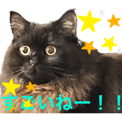 [LINEスタンプ] 黒猫 ルナ院長104にゃんめ お褒め編