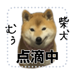 [LINEスタンプ] 柴犬むぅ(いなり)