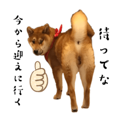 [LINEスタンプ] 柴犬ぽてち