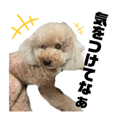 [LINEスタンプ] daichan_inu