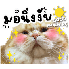 [LINEスタンプ] ヌームー 赤い頬っぺたの猫 平日 (1)