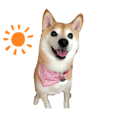 [LINEスタンプ] 柴犬りんごちゃんの画像（メイン）