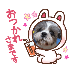 [LINEスタンプ] 我が家のアイドル こうめちゃんスタンプ②