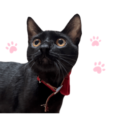[LINEスタンプ] マーチちゃんが可愛い（実写）