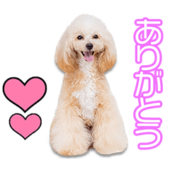 [LINEスタンプ] 岡田家のポムちゃん