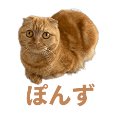 [LINEスタンプ] ぽんずスタンプ（ぽんちゃん）