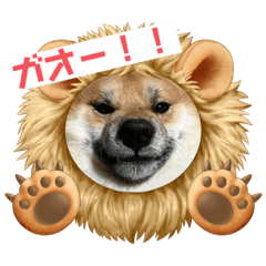 [LINEスタンプ] 柴犬ハクト3