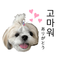 [LINEスタンプ] シーズーモカの日常 ②