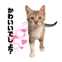 [LINEスタンプ] 最弱ニコるん