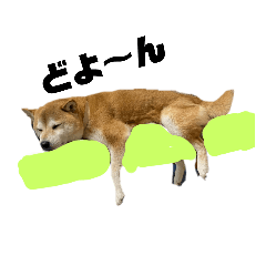 [LINEスタンプ] 柴犬花ちゃん、もはや人間