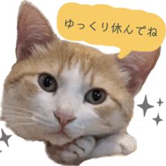 [LINEスタンプ] 村上家のニャンズたち