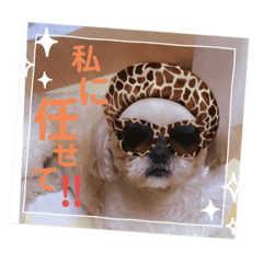 [LINEスタンプ] 小太郎のあいさつ︎︎︎︎8❤︎"