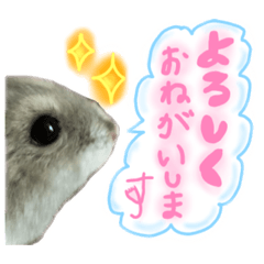 [LINEスタンプ] よろしくはむはむよろはむはむ