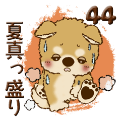 [LINEスタンプ] 柴犬・ちゃちゃ丸 44『夏真っ盛り』