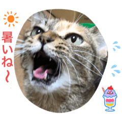 [LINEスタンプ] あんずちゃん其の11