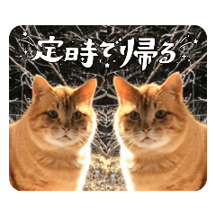 [LINEスタンプ] cat/猫/子猫/保護猫挨拶スタンプ