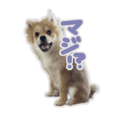 [LINEスタンプ] ポメラニアン ふうちゃん(日常)2