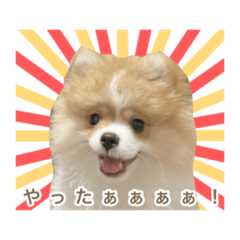 [LINEスタンプ] ポメラニアンのおこめくんの日常