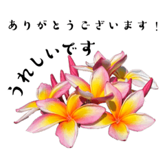 [LINEスタンプ] 色んなパターンで感謝 花スタンプ