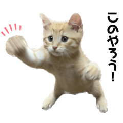 [LINEスタンプ] ミルクと茶々丸と小麦