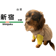 [LINEスタンプ] Chihuachs happy selection