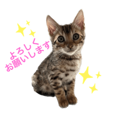 [LINEスタンプ] ベンガル猫⭐︎るなちゃんの日常スタンプ