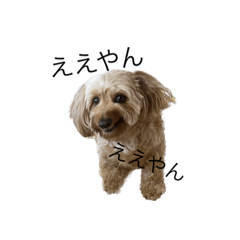[LINEスタンプ] おでび