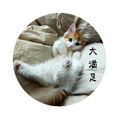 [LINEスタンプ] きぬ #3