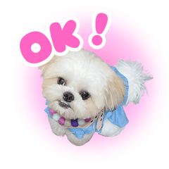 [LINEスタンプ] かわいい犬 えっちゃんスタンプ（日常編）