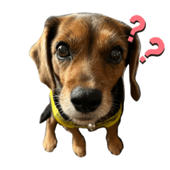 [LINEスタンプ] うちの犬チョコ¨̮