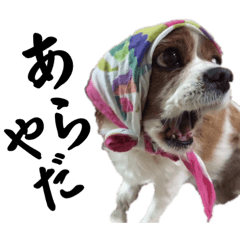 [LINEスタンプ] としこの愛犬チャピコ