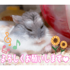 [LINEスタンプ] 咲良家のハムハム