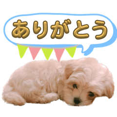 [LINEスタンプ] マルプー 彩(いろ)