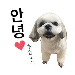 [LINEスタンプ] シーズーモカの日常② 韓国語バージョン