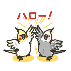 [LINEスタンプ] かわいい！オカメインコ 色んなカラー