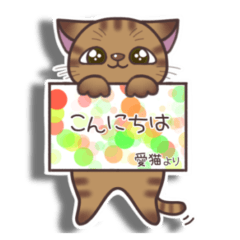 [LINEスタンプ] うちの猫はのんびり屋