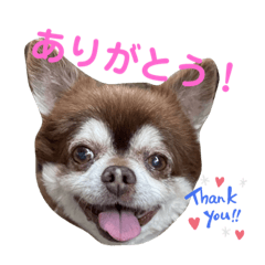[LINEスタンプ] こてつの日常スタンプ。ver2
