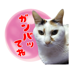 [LINEスタンプ] 三毛猫・モモちゃん