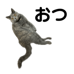 [LINEスタンプ] 灰猫とろみ