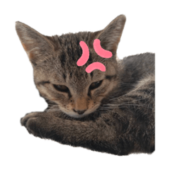 [LINEスタンプ] QUEUE猫たくさんスタンプ