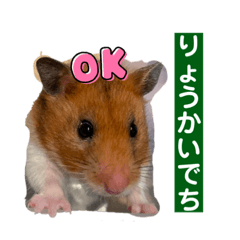 [LINEスタンプ] かりんとうはむはむスタンプ2